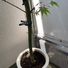 もみじ鉢付きの画像