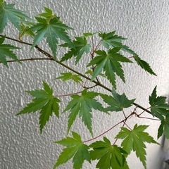 もみじ鉢付きの画像