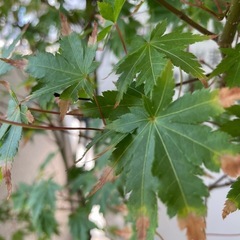 もみじ鉢付きの画像