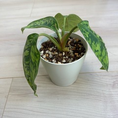 ホマロメナ　ワリシーの画像