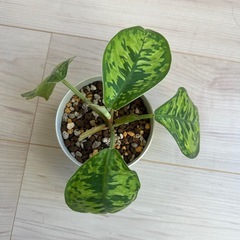 ホマロメナ　ワリシーの画像