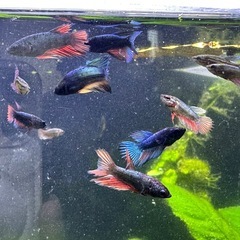 ベタ　メス　カッパー系の画像