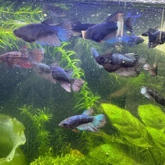 ベタ　メス　カッパー系の画像