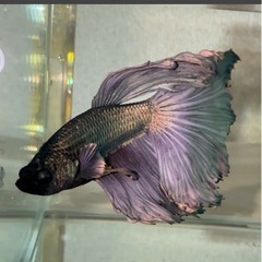 ベタ　メス　カッパー系の画像