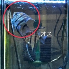 レッドショルダーエンゼル(♂)✖️アルビノダンタムエンゼル(♀) 自家繁殖　幼魚　　大阪市中央区 ⑧の画像