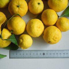 実家の庭で採れた無農薬の柚子 27個の画像