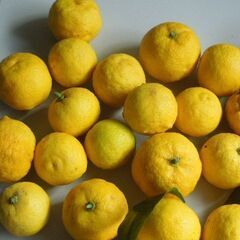 実家の庭で採れた無農薬の柚子 27個の画像