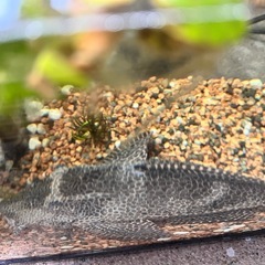 プレコ45センチ、水槽60センチ、ヒーター、エアーポンプまとめての画像