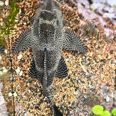 プレコ45センチ、水槽60センチ、ヒーター、エアーポンプまとめての画像