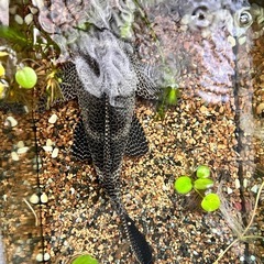 プレコ45センチ、水槽60センチ、ヒーター、エアーポンプまとめての画像