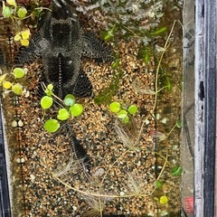 プレコ45センチ、水槽60センチ、ヒーター、エアーポンプまとめての画像