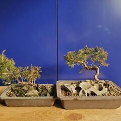 必要なら早めに。23日まで。盆栽石付。お買い得。の画像