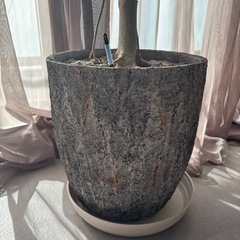 【モンステラ・ウンベラータ】の画像