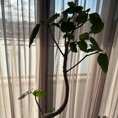 【モンステラ・ウンベラータ】の画像