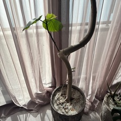 【モンステラ・ウンベラータ】の画像