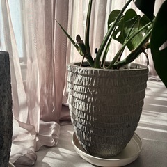 【モンステラ・ウンベラータ】の画像