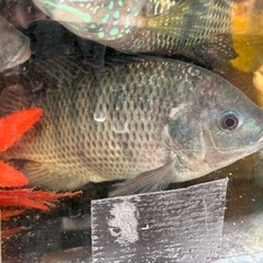 ティラピア二匹セットの画像