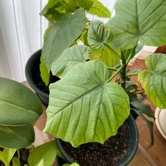 ウンベラータ、ライムポトス　苗の画像