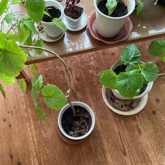 ウンベラータ、ライムポトス　苗の画像