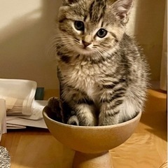 2.5ヶ月メスの猫ちゃん