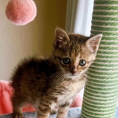 ワクチン済ました！受付再開