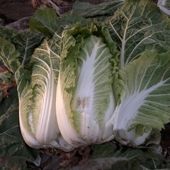 白菜の画像