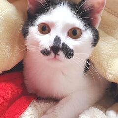 【生後4か月】甘えん坊・ちょび髭が可愛い白黒ハチワレの男の子