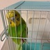 ランキングキーワードに紐づく投稿画像-インコ