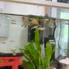 メダカ、熱帯魚の画像