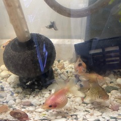 金魚の画像
