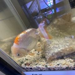 金魚の画像