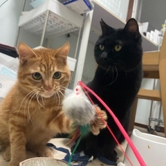 黒ちゃん♂＆茶トラくん