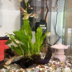 メダカ、熱帯魚の画像