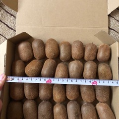 【取引希望日時を複数ご提示ください】小さいキウイフルーツ  １キロの画像