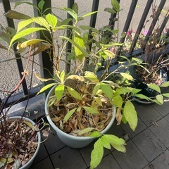 ヤマアジサイ　大株の画像