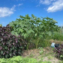 島オクラの種３０粒ずつの画像