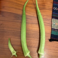 島オクラの種３０粒ずつの画像