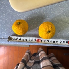 小粒柚子の画像