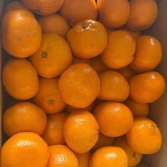 みかん大きめ10kgの画像