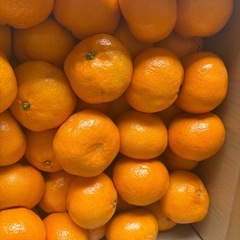 みかん大きめ10kgの画像