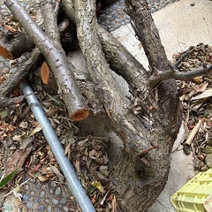 オニグルミの木(薪用に)の画像