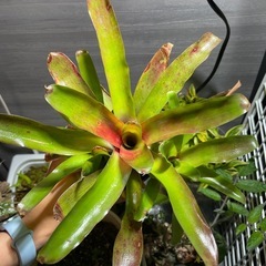 ネオレゲリア　ファイヤーボールの画像