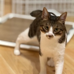 人懐っこい元気で甘えん坊さんなキジ白君12/28(日)