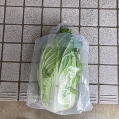 白菜、大根
の画像