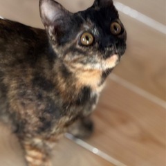 スタイル抜群お目々クリクリサビちゃん12/28(日)