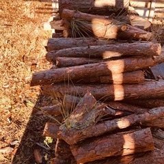 松の木の玉切りの画像