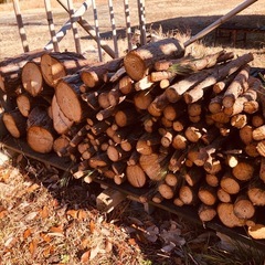 松の木の玉切りの画像