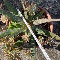 多肉植物　アロエ、エケベリア寄せ植え鉢　1000円の画像