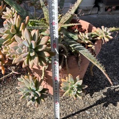 多肉植物　アロエ、エケベリア寄せ植え鉢　1000円の画像