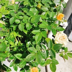 ミニバラの画像